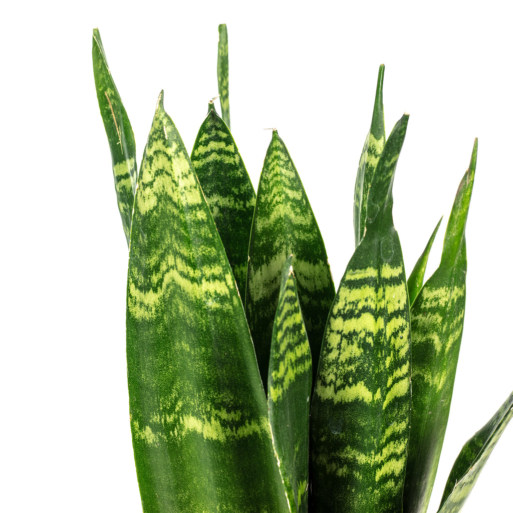 Bogenhanf - Sansevieria trifasciata Black Coral - Höhe ca. 30 cm, Topf-Ø 9 cm