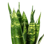 Bogenhanf - Sansevieria trifasciata Black Coral - Höhe ca. 30 cm, Topf-Ø 9 cm