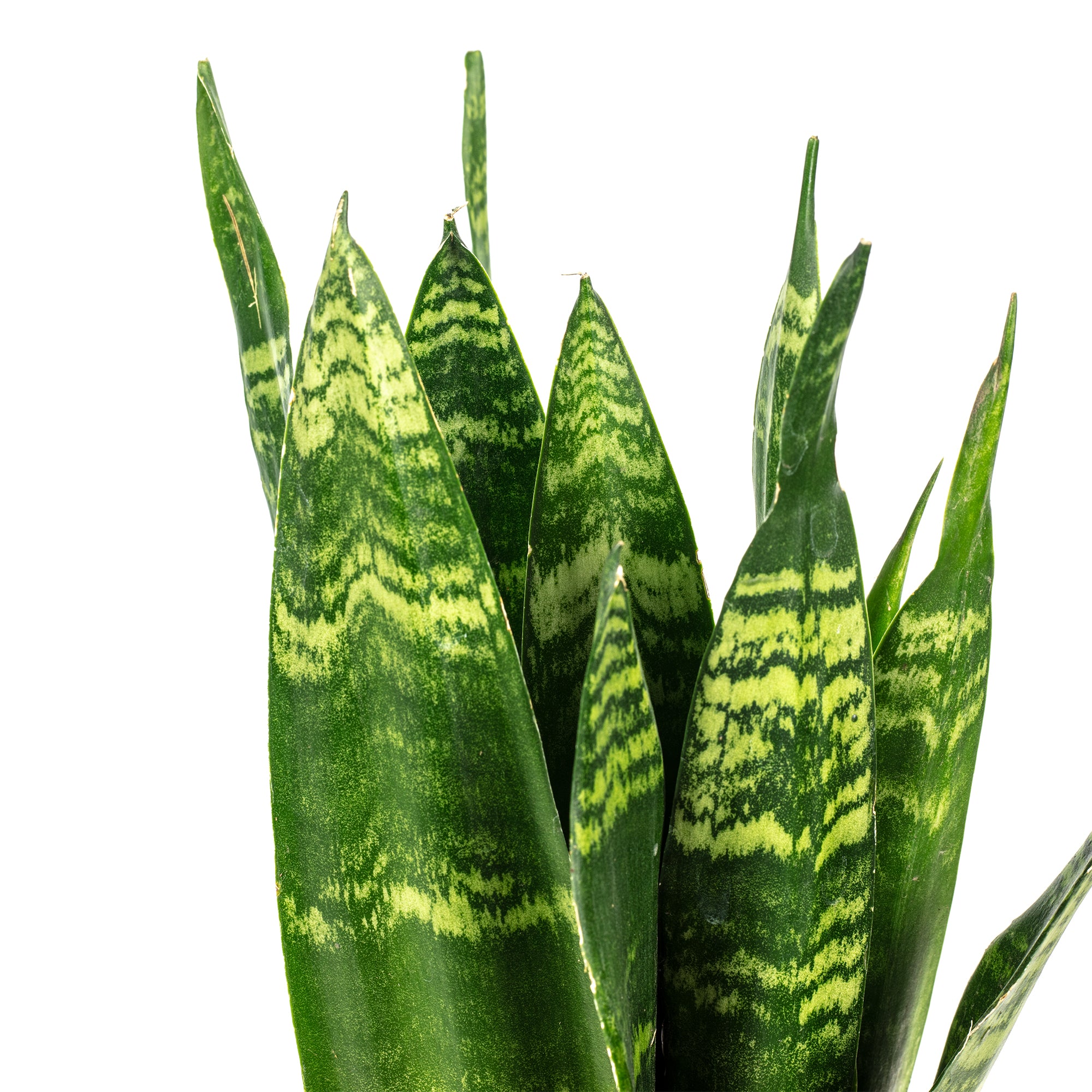 Bogenhanf - Sansevieria trifasciata Black Coral - Höhe ca. 30 cm, Topf-Ø 9 cm