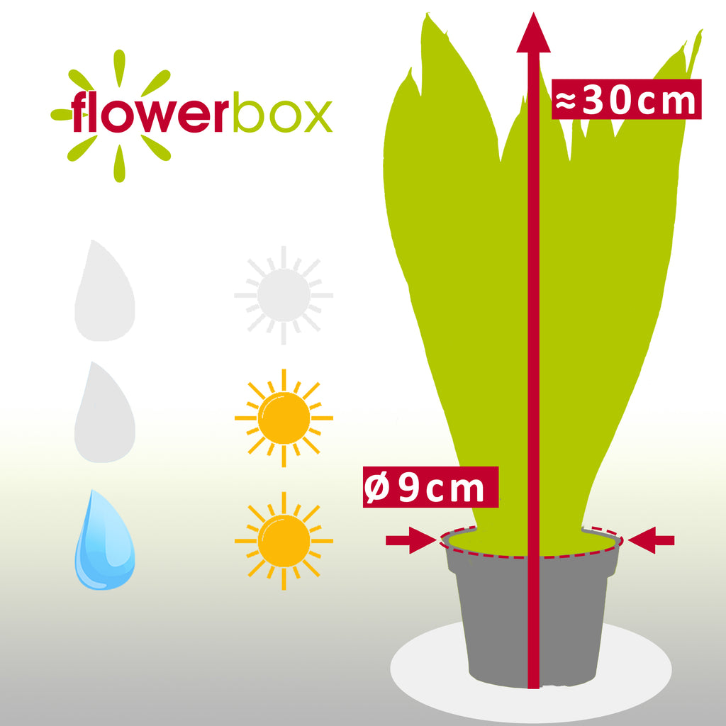 Sansevieria trifasciata 'Black Coral' - Hauteur env. 30 cm, diamètre du pot 9 cm