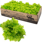 Cardboard Iceland moss, light grass green - 500g