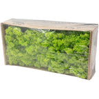 Karton Islandmoos Helles Grasgrün - 500g