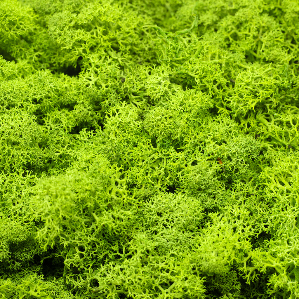 Cardboard Iceland moss, light grass green - 500g