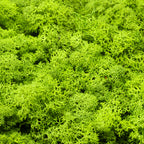 Cardboard Iceland moss, light grass green - 500g