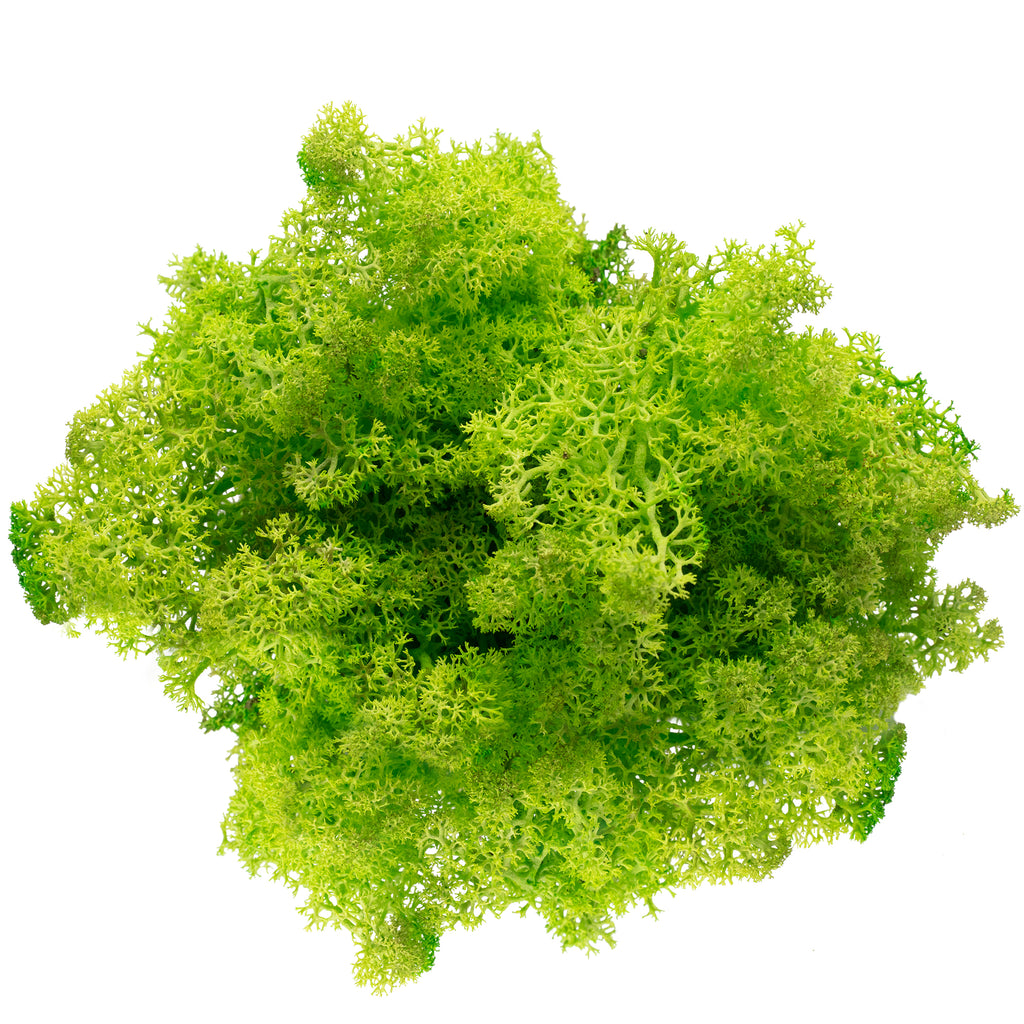 Cardboard Iceland moss, light grass green - 500g