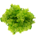 Cardboard Iceland moss, light grass green - 500g