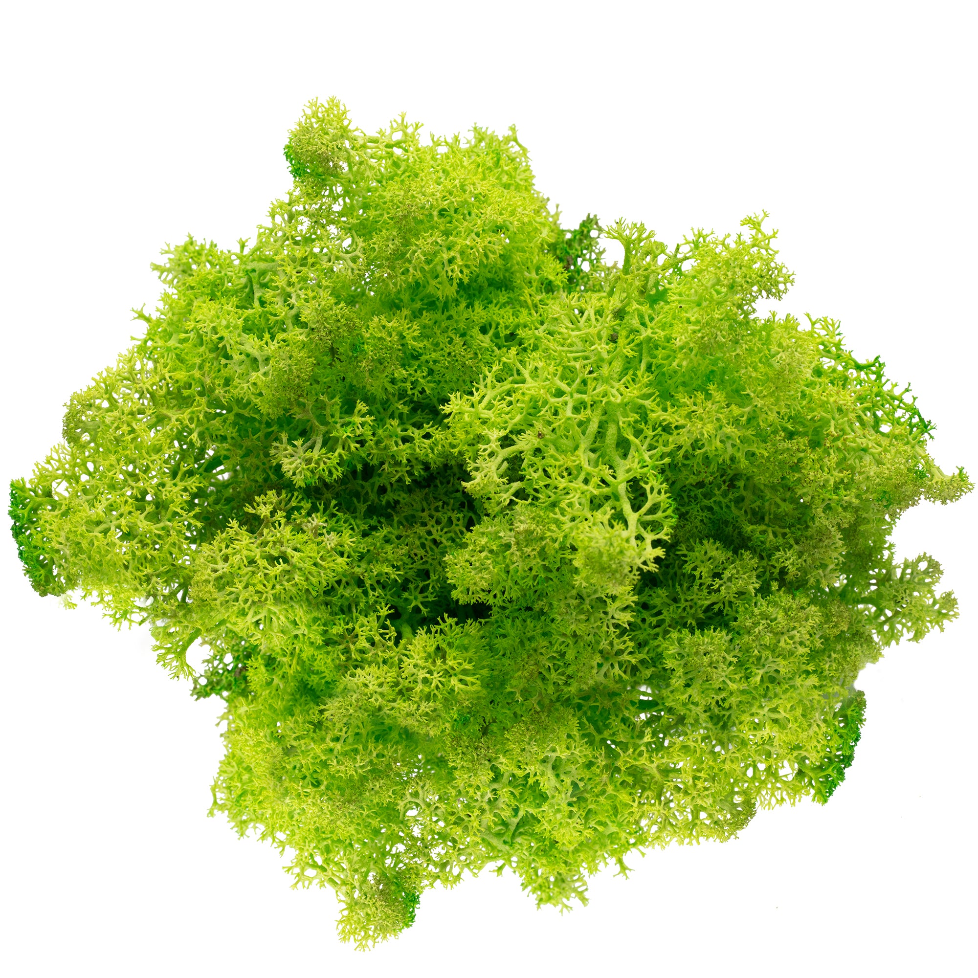 Cardboard Iceland moss, light grass green - 500g