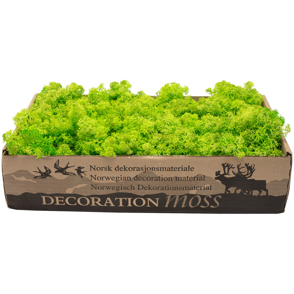 Karton Islandmoos Helles Grasgrün - 500g