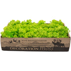 Cardboard Iceland moss, light grass green - 500g