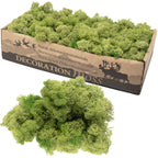Karton Islandmoos Mittelgrün  500g
