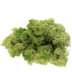 Karton Islandmoos Mittelgrün  500g