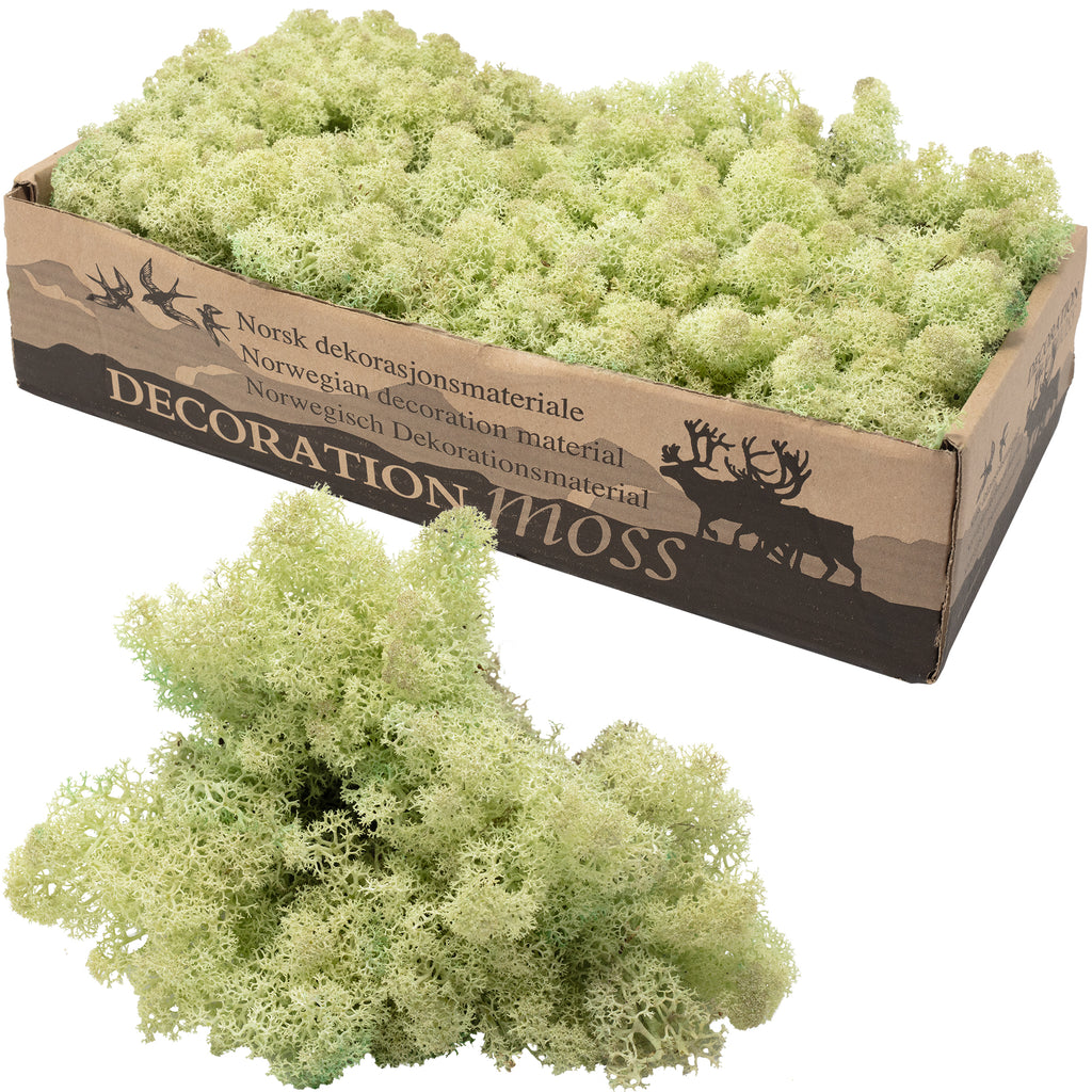 Karton Islandmoos Mintgrün - 500g