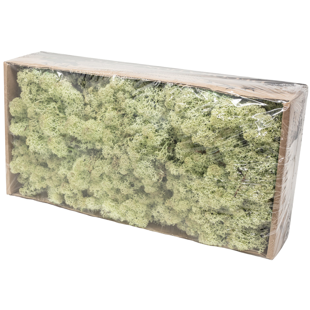 Karton Islandmoos Mintgrün - 500g