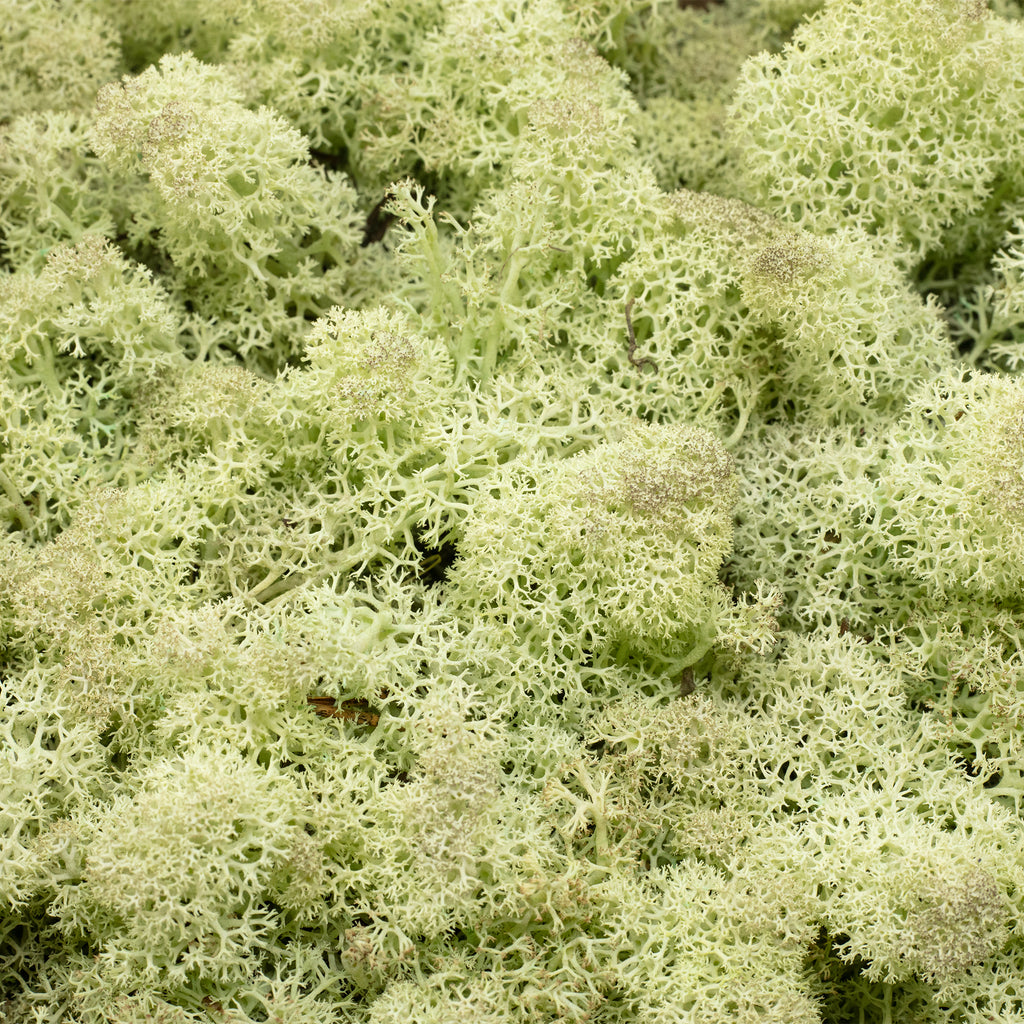 Karton Islandmoos Mintgrün - 500g