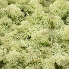 Karton Islandmoos Mintgrün - 500g