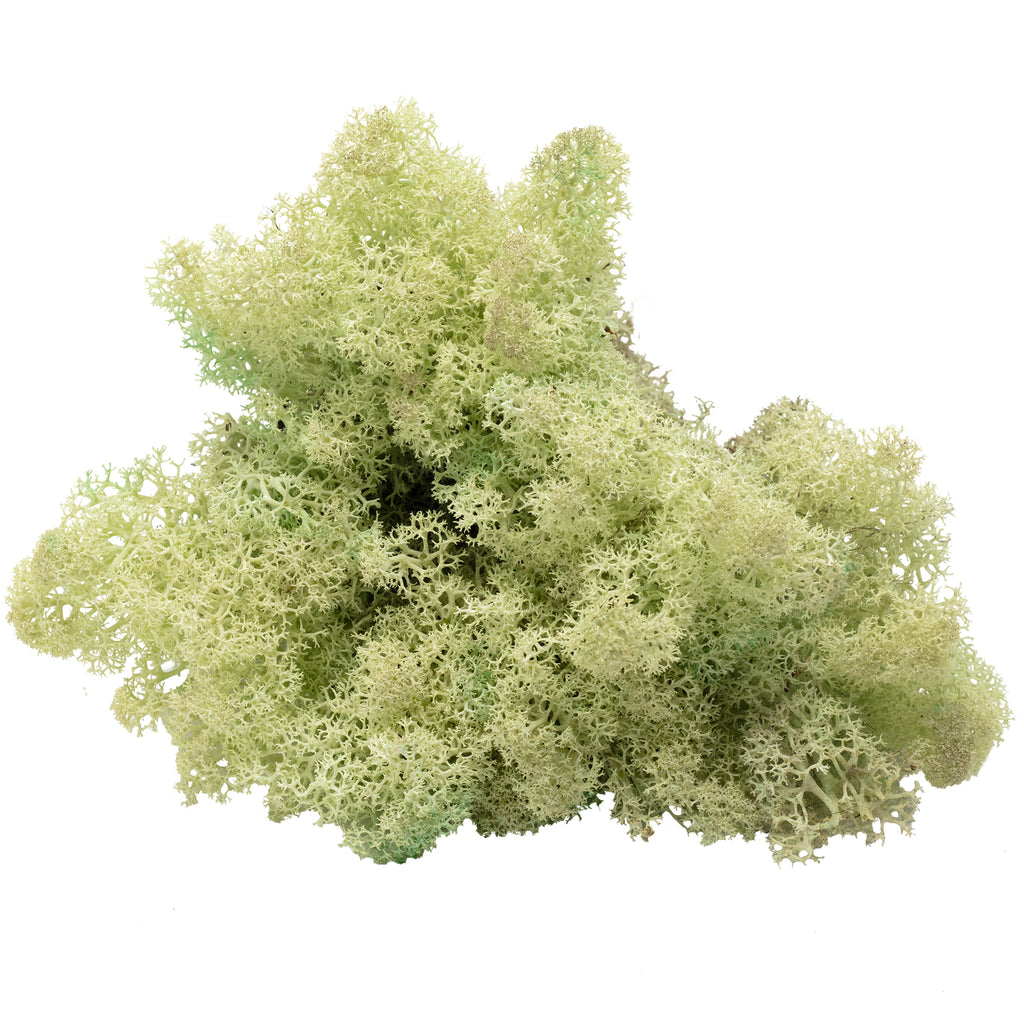 Karton Islandmoos Mintgrün - 500g