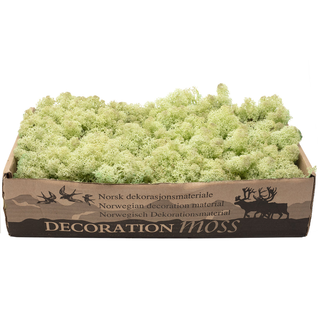 Karton Islandmoos Mintgrün - 500g
