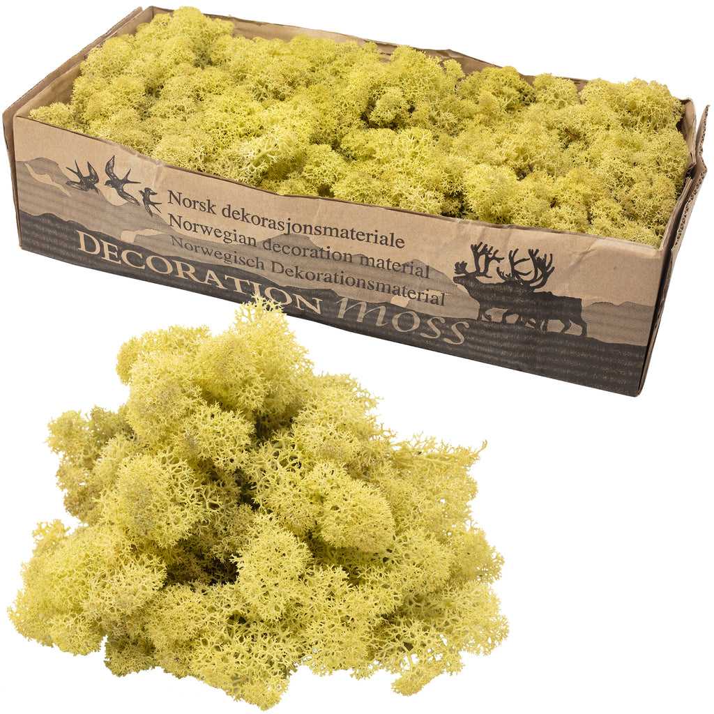 Cardboard Iceland moss, old green - 500g