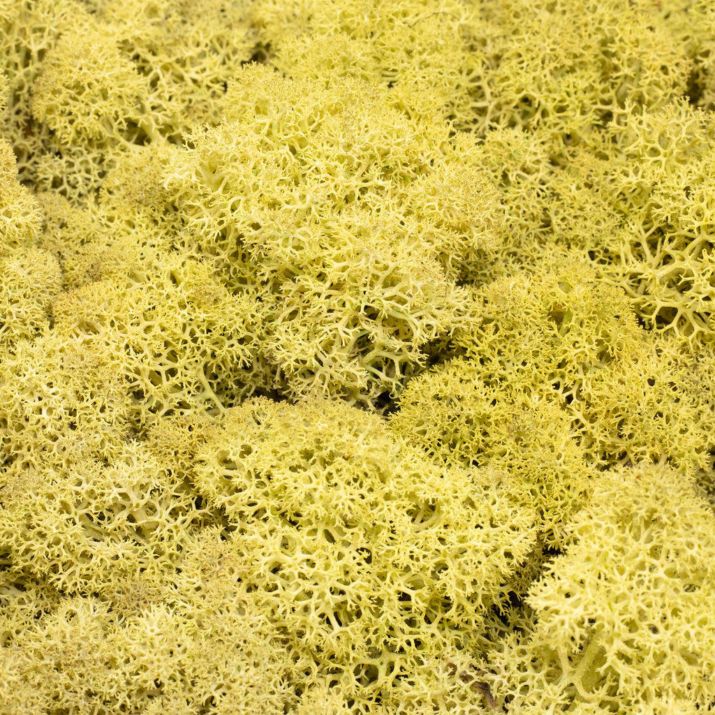 Karton Islandmoos Altgrün - 500g