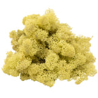 Cardboard Iceland moss, old green - 500g