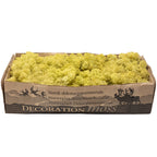 Cardboard Iceland moss, old green - 500g