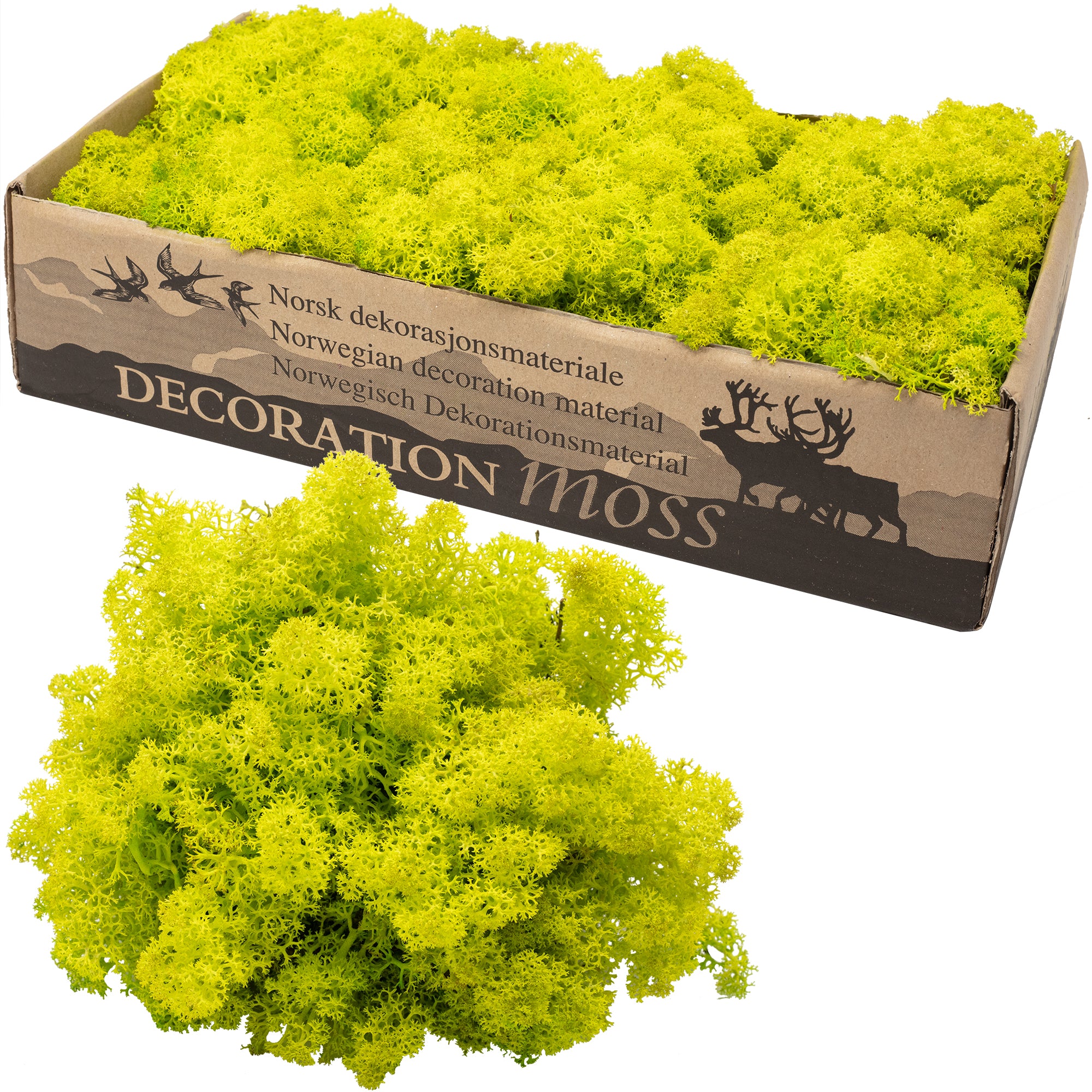 Cardboard Iceland moss spring green - 500g