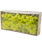 Cardboard Iceland moss spring green - 500g