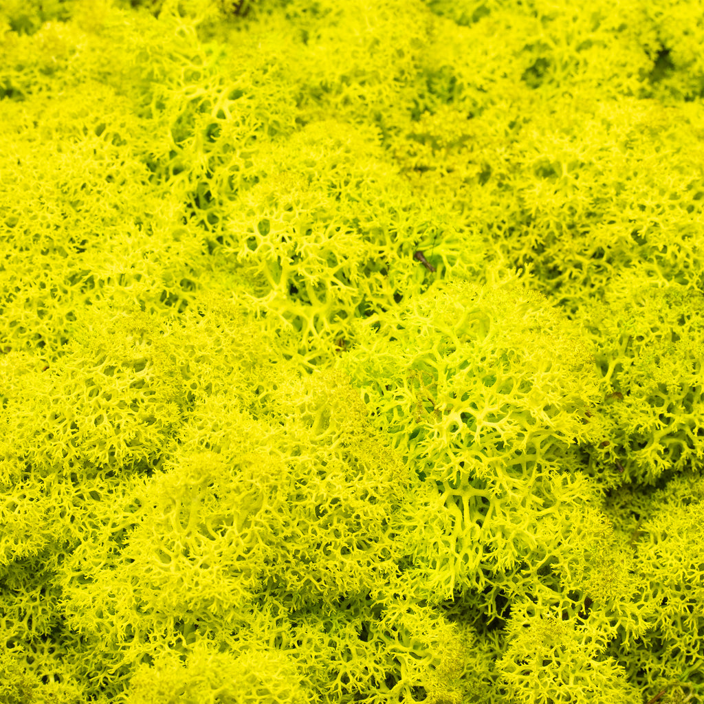 Cardboard Iceland moss spring green - 500g