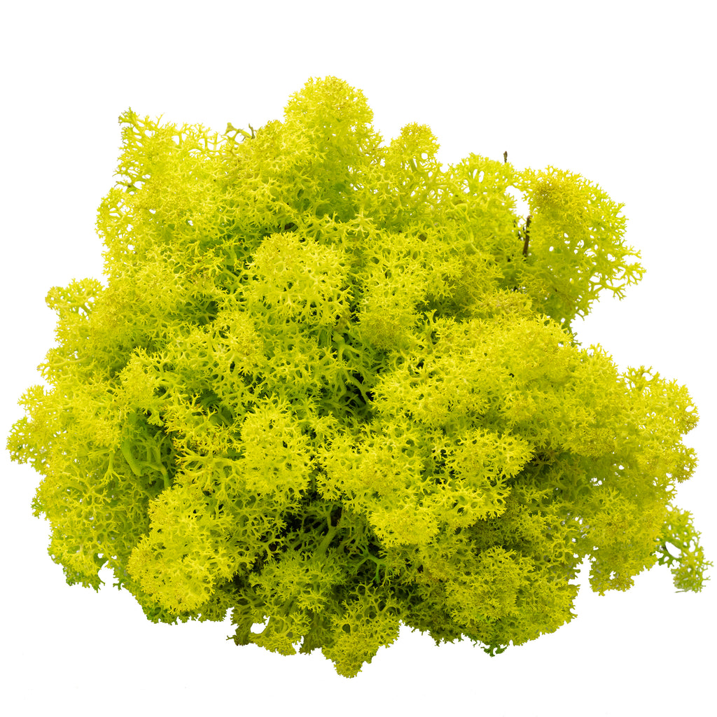 Cardboard Iceland moss spring green - 500g