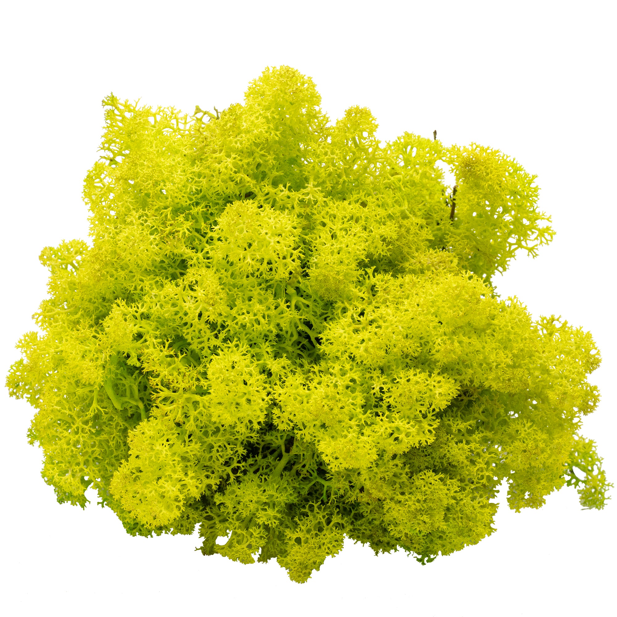 Cardboard Iceland moss spring green - 500g