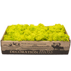 Karton Islandmoos Frühlingsgrün - 500g