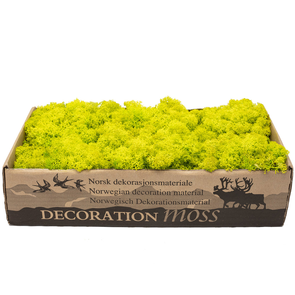 Cardboard Iceland moss spring green - 500g