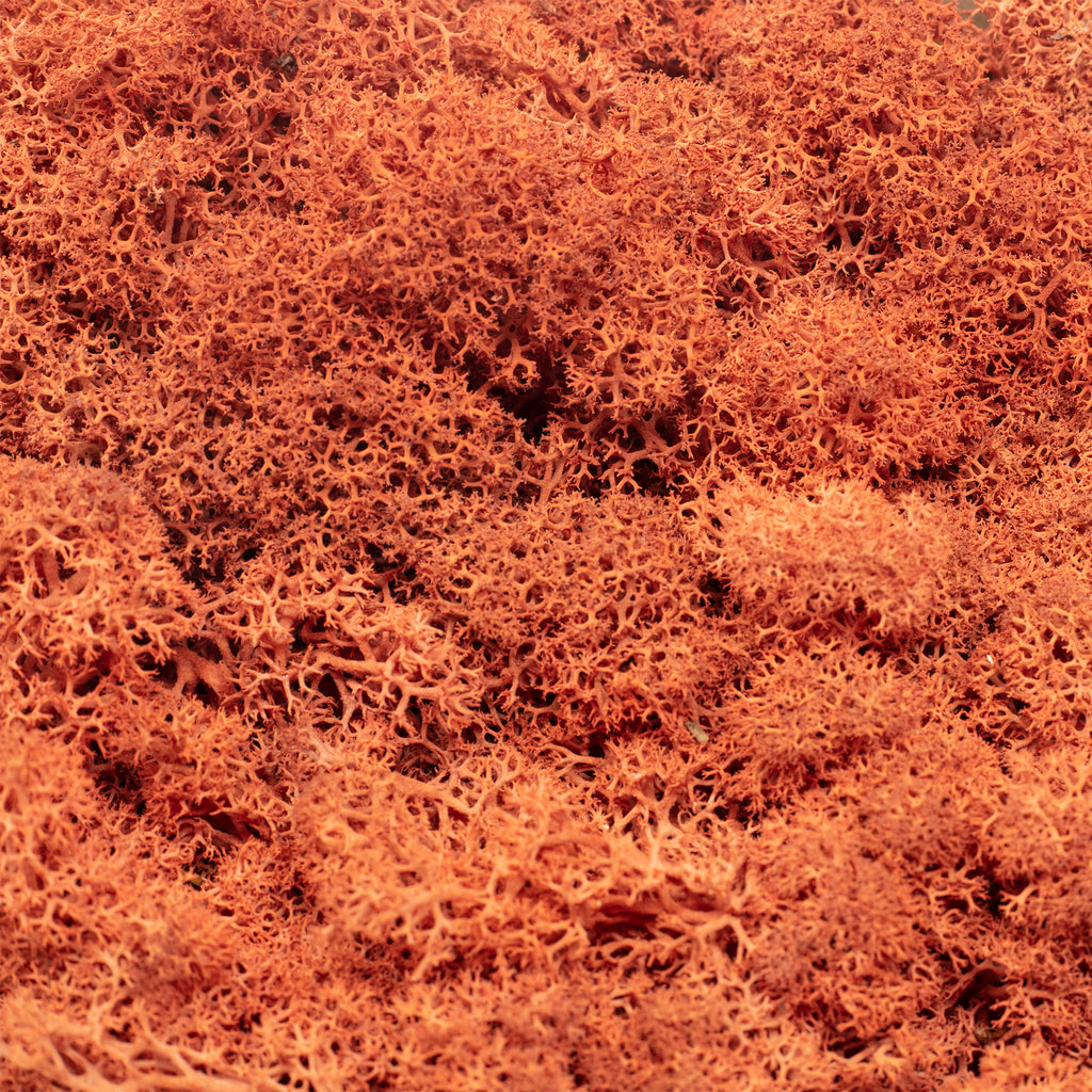 Cardboard Island Moss Siena Red - 500g
