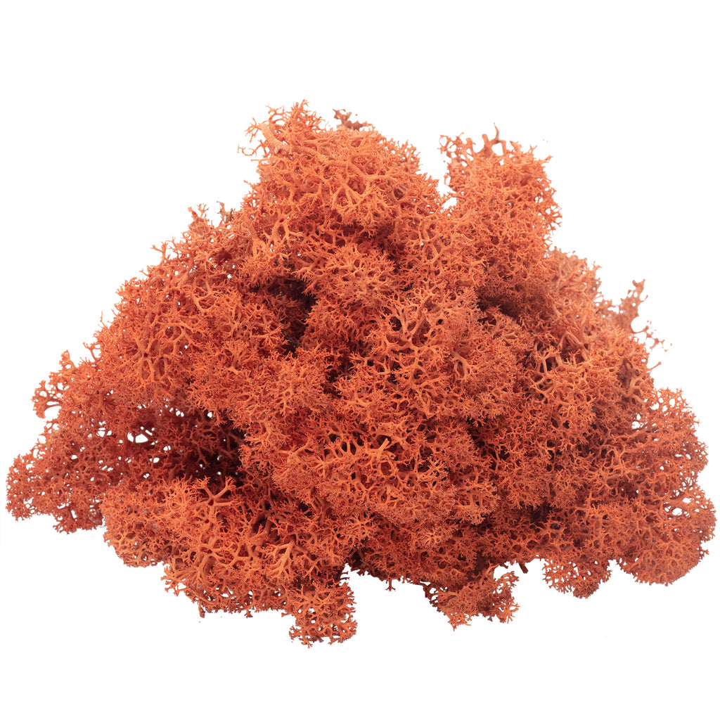 Cardboard Island Moss Siena Red - 500g