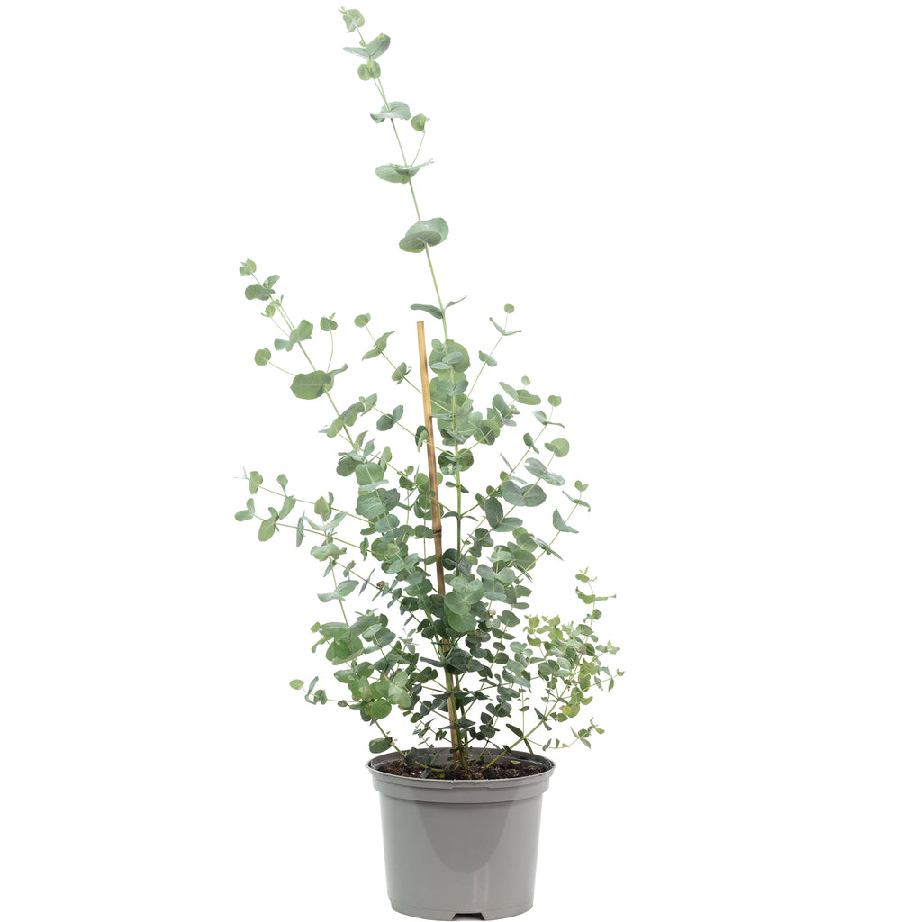 Eucalyptus - Eucalyptus gunnii - Hauteur env. 25 cm, diamètre du pot 14 cm
