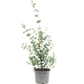 Eucalyptus - Eucalyptus gunnii - Hauteur env. 25 cm, diamètre du pot 14 cm