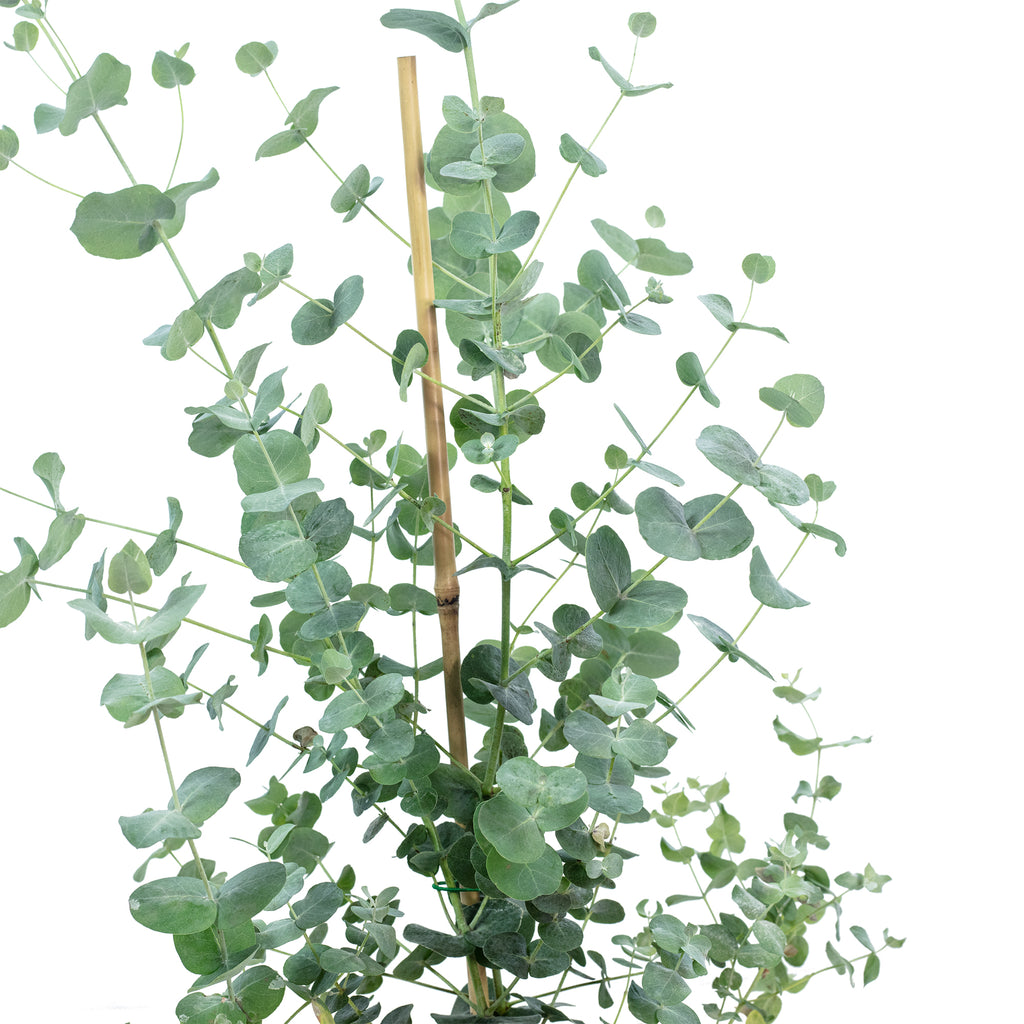 Eucalyptus - Eucalyptus gunnii - Hauteur env. 25 cm, diamètre du pot 14 cm