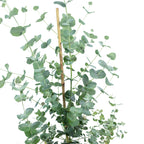 Eucalyptus - Eucalyptus gunnii - Hauteur env. 25 cm, diamètre du pot 14 cm