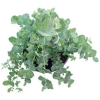 Eucalyptus - Eucalyptus gunnii - Hauteur env. 25 cm, diamètre du pot 14 cm