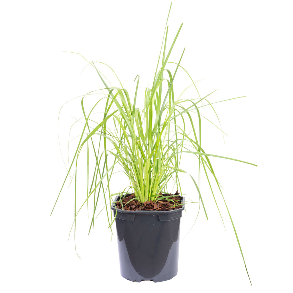 Pampasgras (weiß) - Cortaderia selloana 'Mini Pampas' - Höhe ca. 50 cm, Topf-Ø 17 cm