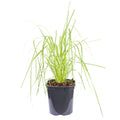 Pampasgras (weiß) - Cortaderia selloana 'Mini Pampas' - Höhe ca. 50 cm, Topf-Ø 17 cm