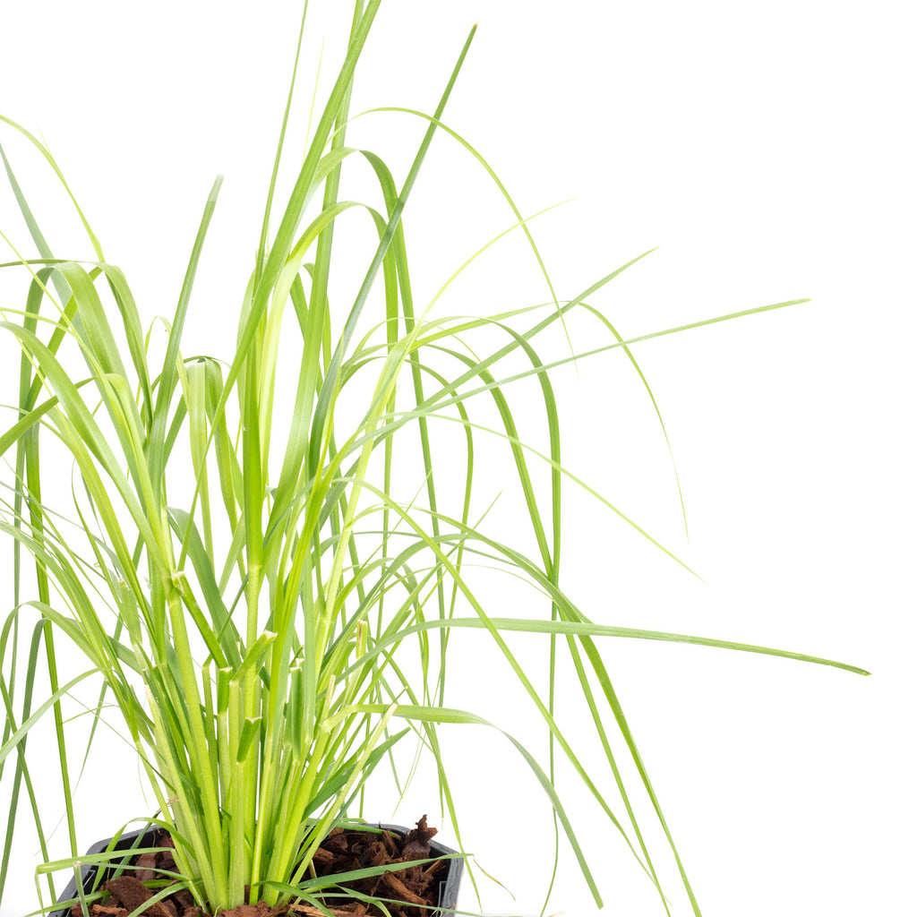Pampasgras (weiß) - Cortaderia selloana 'Mini Pampas' - Höhe ca. 50 cm, Topf-Ø 17 cm