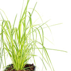 Pampasgras (weiß) - Cortaderia selloana 'Mini Pampas' - Höhe ca. 50 cm, Topf-Ø 17 cm