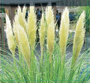 Pampasgras (weiß) - Cortaderia selloana 'Mini Pampas' - Höhe ca. 50 cm, Topf-Ø 17 cm