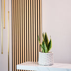 Bogenhanf - Sansevieria trifasciata Superba - Höhe ca. 30 cm, Topf-Ø 9 cm