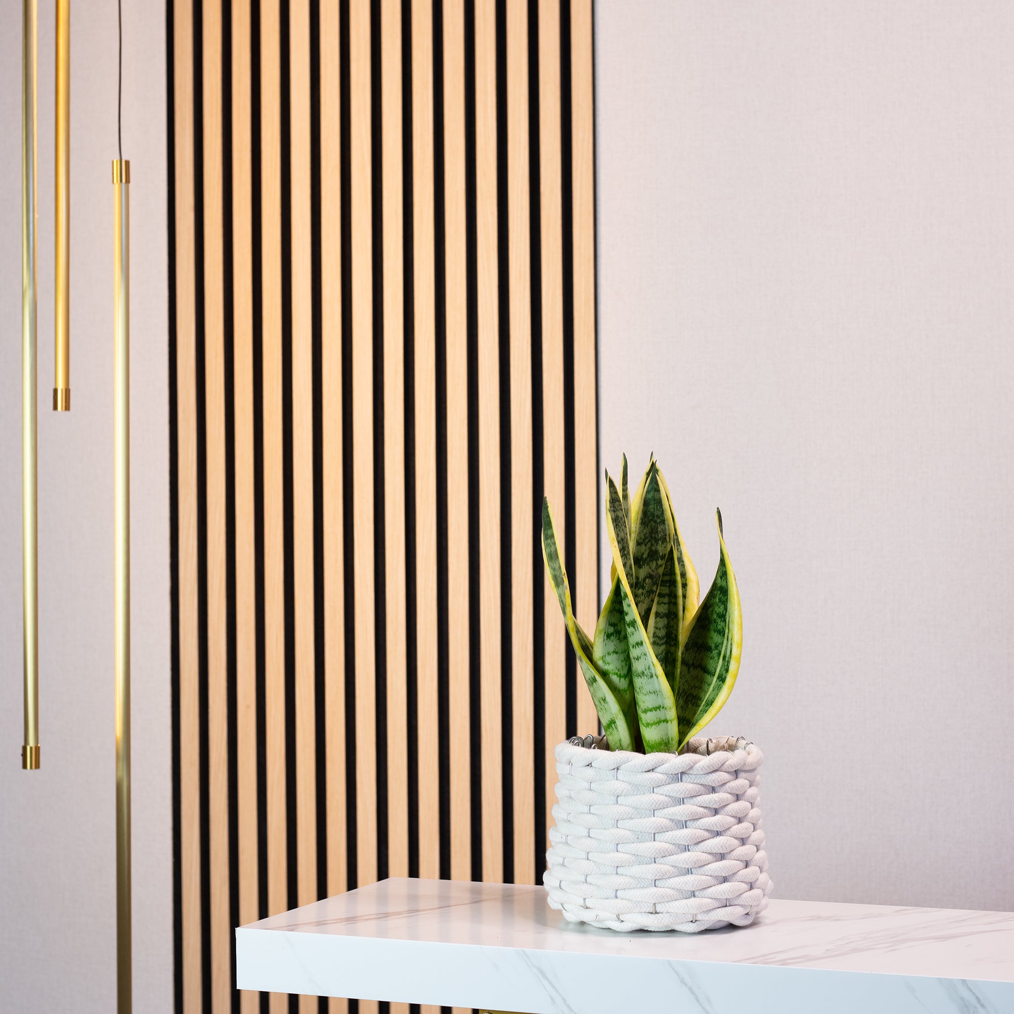 Bogenhanf - Sansevieria trifasciata Superba - Höhe ca. 30 cm, Topf-Ø 9 cm