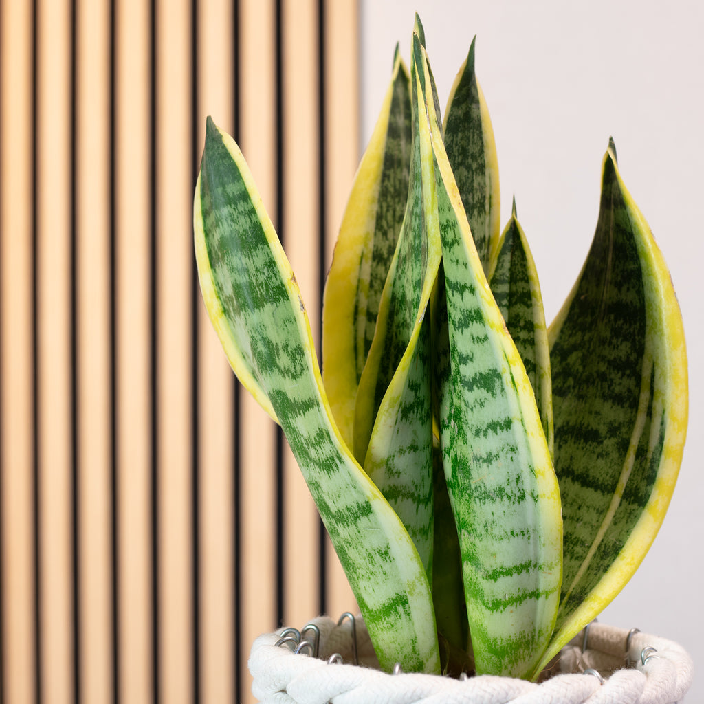 Bogenhanf - Sansevieria trifasciata Superba - Höhe ca. 30 cm, Topf-Ø 9 cm