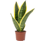 Sansevieria trifasciata Superba - Hauteur env. 30 cm, diamètre du pot 9 cm