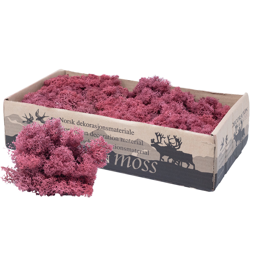 Karton Islandmoos Bordeaux-Rot - 500g