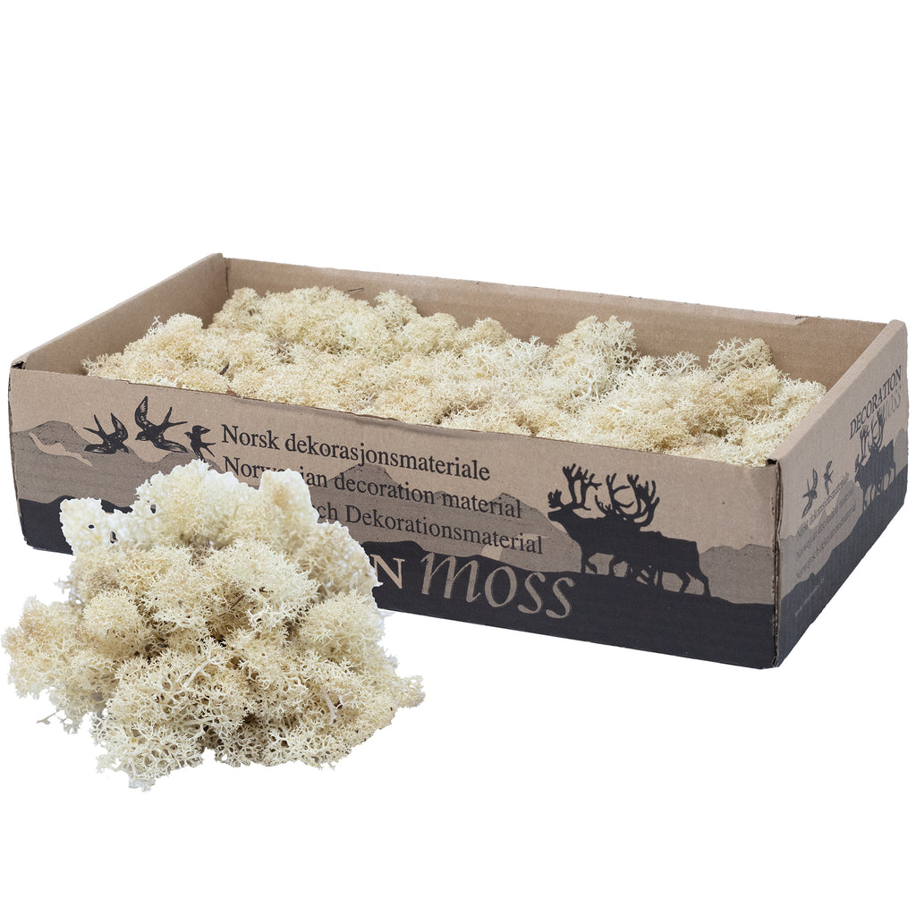 Mousse Cardboard Island blanc crème - 500 g